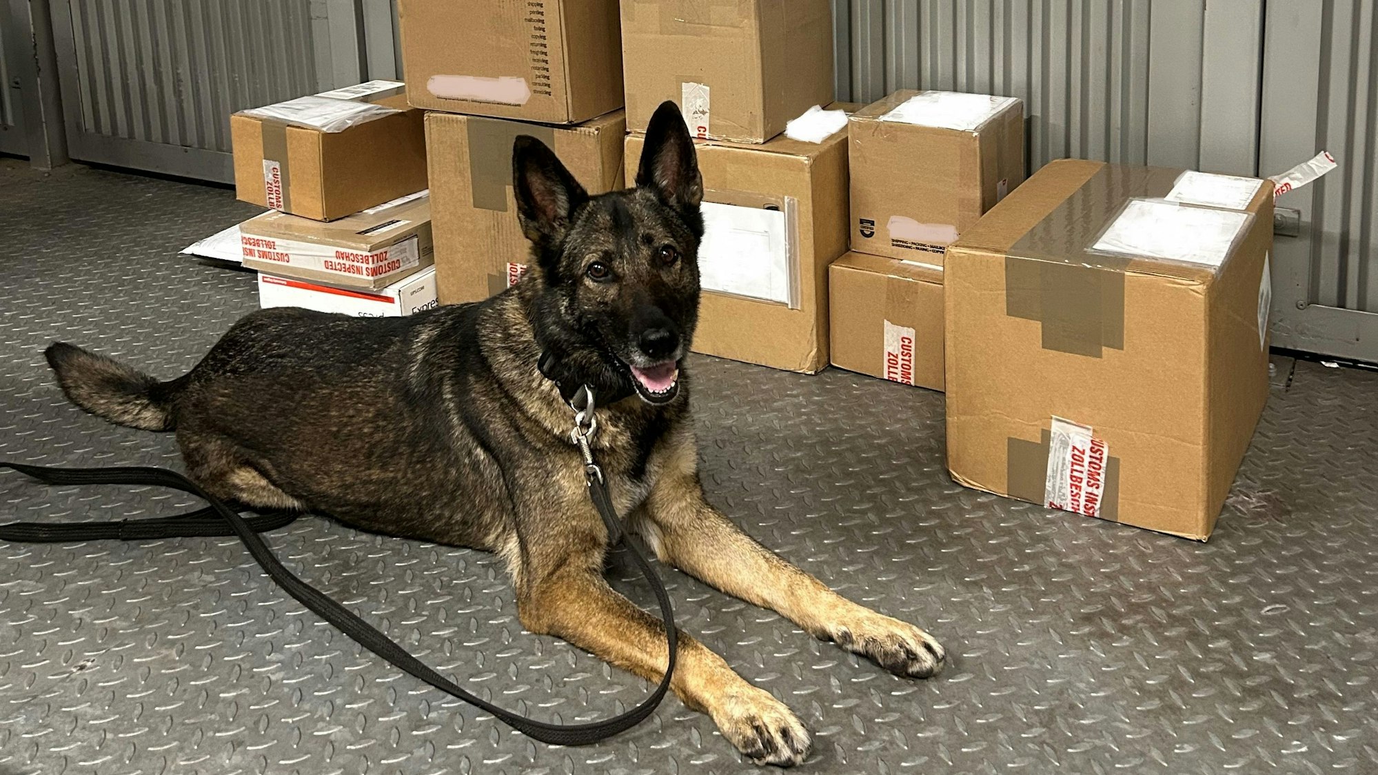 Zollhündin Kate vor sichergestellten Drogensendungen.