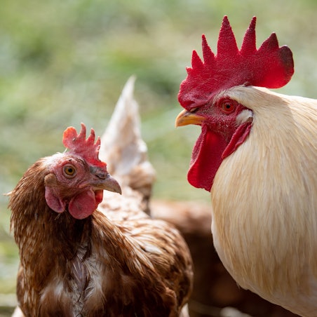 Gegen die Hühner und Hähne des Nachbarn klagten die Kölner vor dem Landgericht.