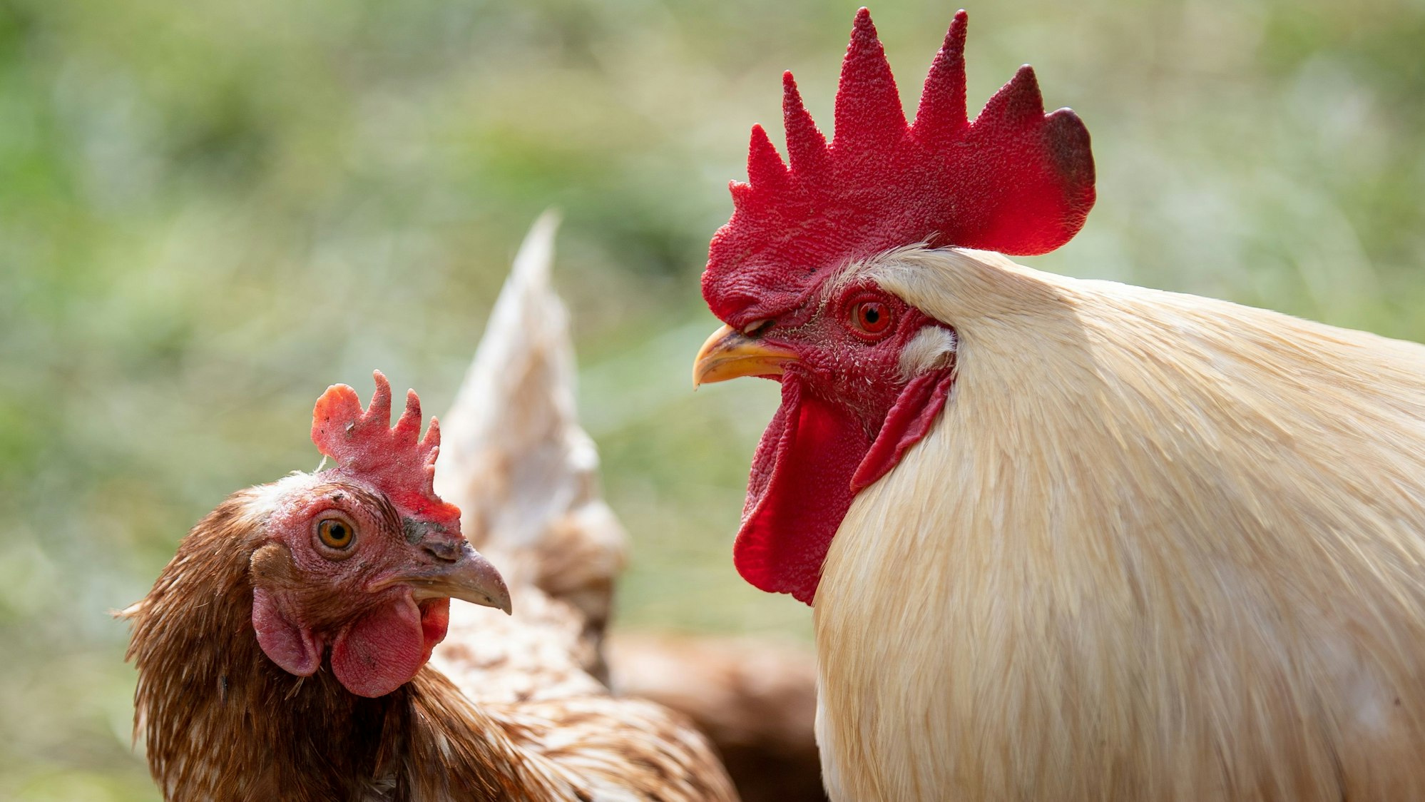Gegen die Hühner und Hähne des Nachbarn klagten die Kölner vor dem Landgericht.