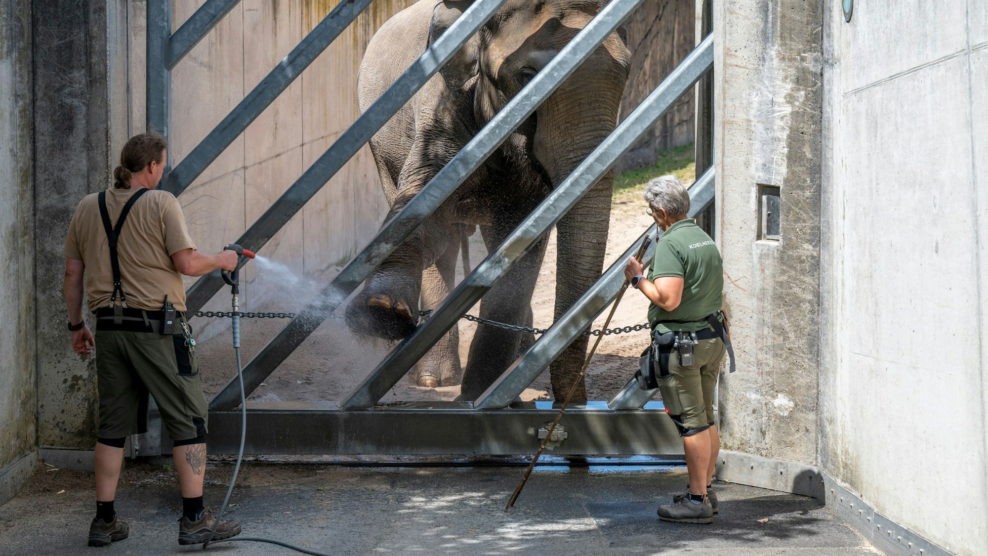 03.07.2025, Köln: Der Elefant Tarak wird trainiert. Der Kölner Zoo zeigt sein Medical Training mit Elefantenbulle „Tarak“. Das Tier wiegt 4,3 Tonnen und kann spezielle Bewegungen auf Kommando ausführen. Foto: Uwe Weiser