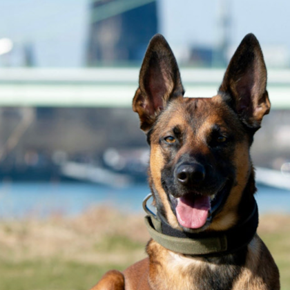 Polizei Köln: Diensthund Loki hat mit seinem Hundeführer in der Nacht zu Donnerstag (3. Juli) einen mutmaßlichen Einbrecher (34) vorläufig festgenommen.