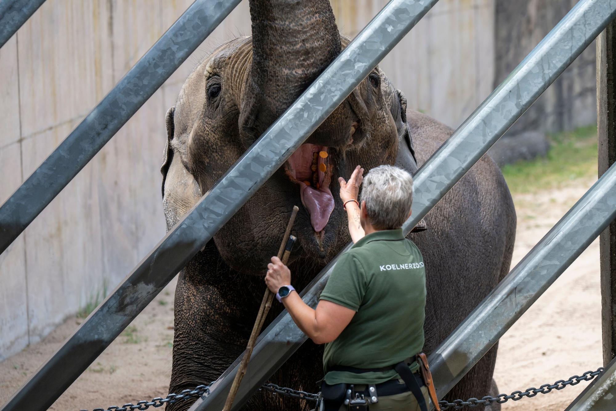 03.07.2025, Köln: Der Elefant Tarak wird trainiert. Der Kölner Zoo zeigt sein Medical Training mit Elefantenbulle „Tarak“. Das Tier wiegt 4,3 Tonnen und kann spezielle Bewegungen auf Kommando ausführen. Foto: Uwe Weiser