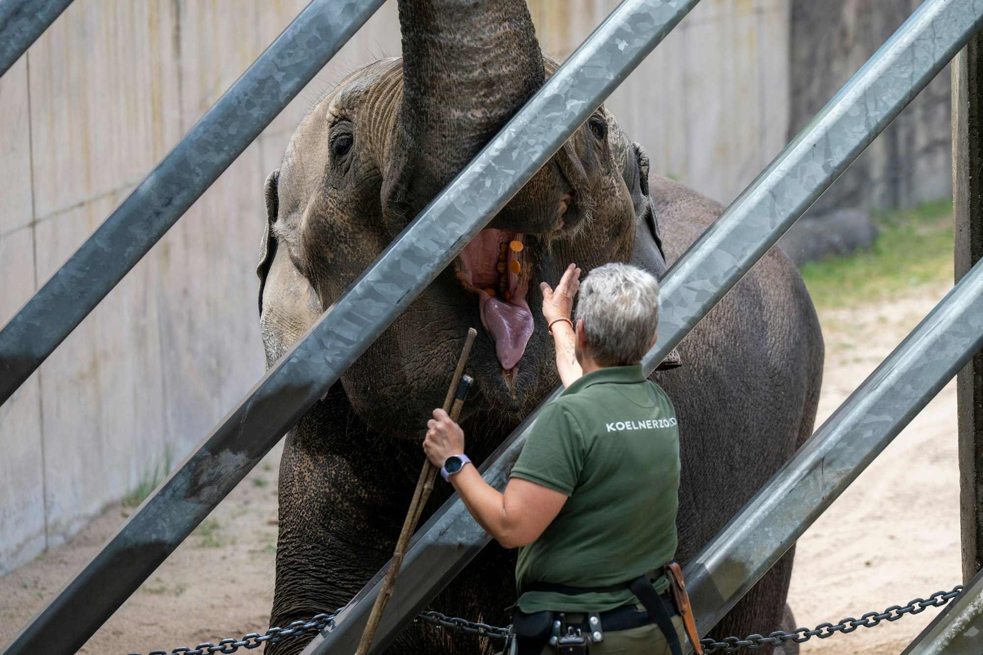 03.07.2025, Köln: Der Elefant Tarak wird trainiert. Der Kölner Zoo zeigt sein Medical Training mit Elefantenbulle „Tarak“. Das Tier wiegt 4,3 Tonnen und kann spezielle Bewegungen auf Kommando ausführen. Foto: Uwe Weiser