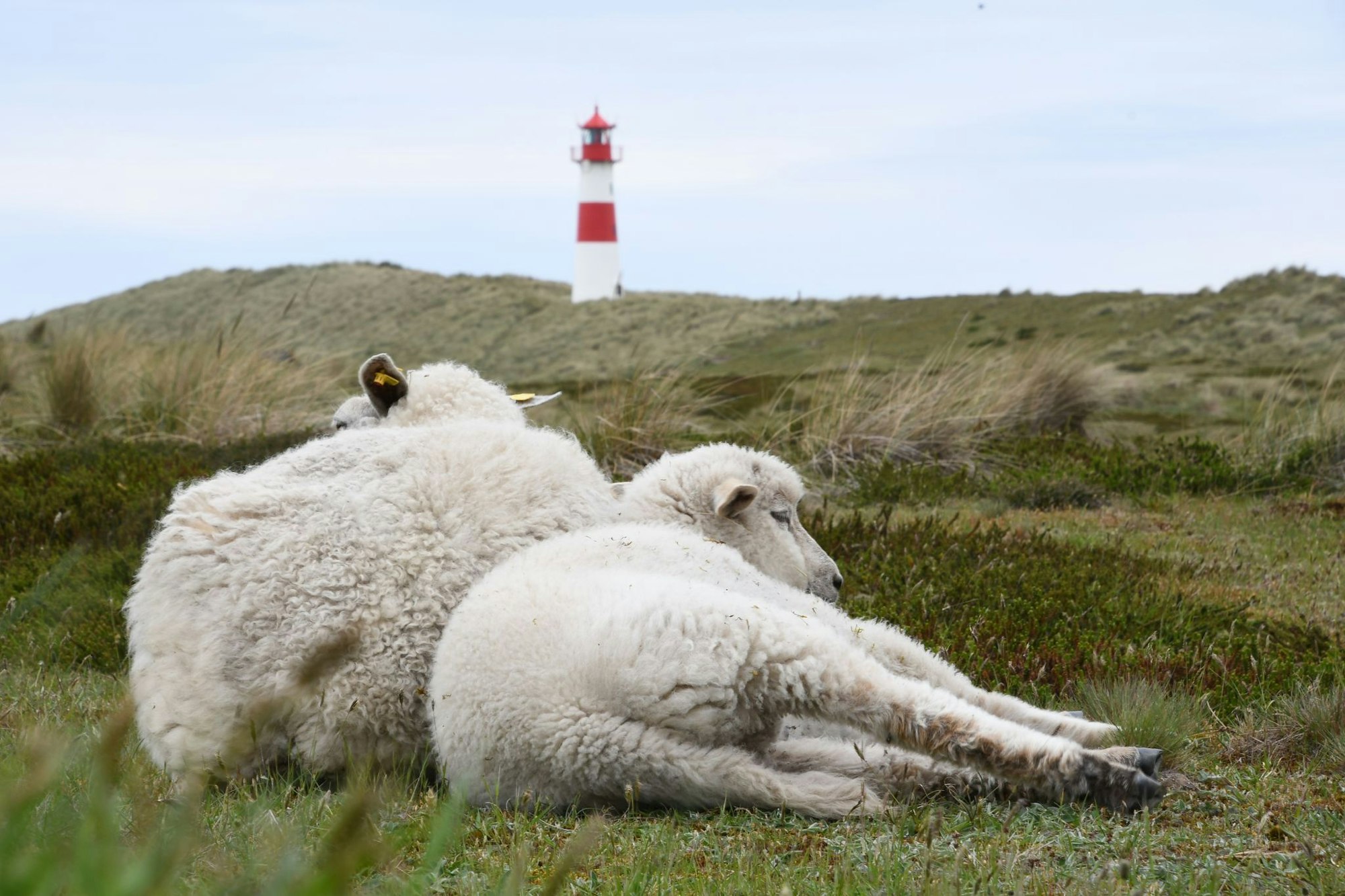 Auf dem Ellenbogen in List (Sylt) hatte der Goldschakal seit Mai mehrere Lämmer gerissen. (Archivbild)