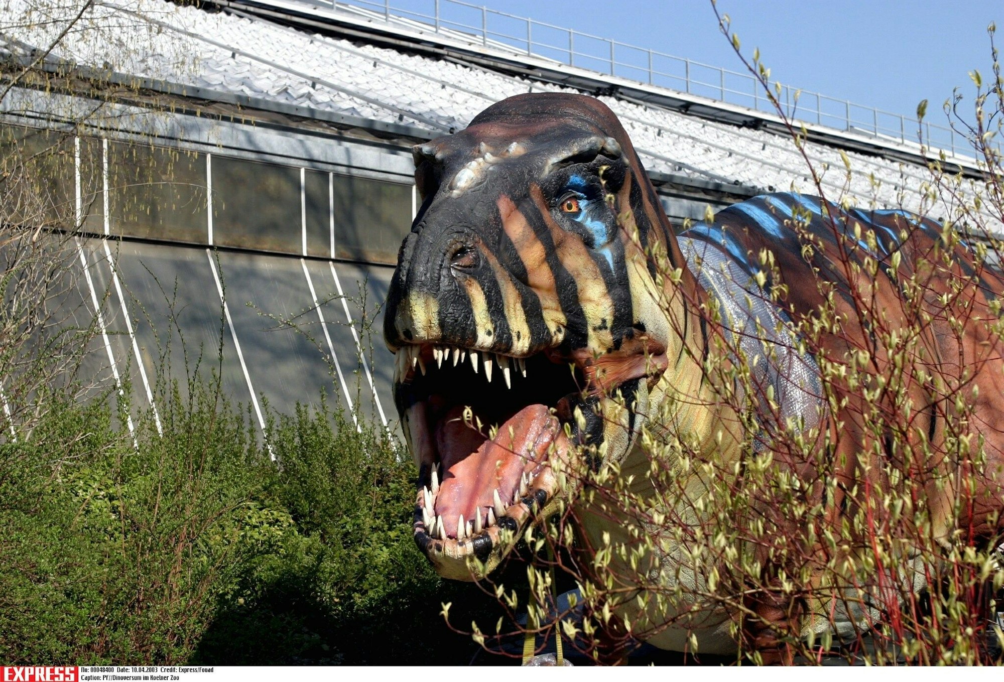 PF//Dinoversum im Koelner Zoo
12.04. - 14.09. 2003
Die Welt der Dinosaurier / Aufbau / Sonderausstellung
' Patric Fouad
Datum: 0804 2003
EXPRESS Syndication, Amsterdamer Strasse 192, Neven DuMont Haus, 50735 Koeln, Deutschland, Stadtsparkasse Koeln, Konto 30012959, BLZ 37050198, Unbedingt bei Zahlung angeben: Betr. 517817, Telefon: +49 221 224 2623, Telefax +49 221 224 3363, Abdruck nur gegen Beleg und Honorar