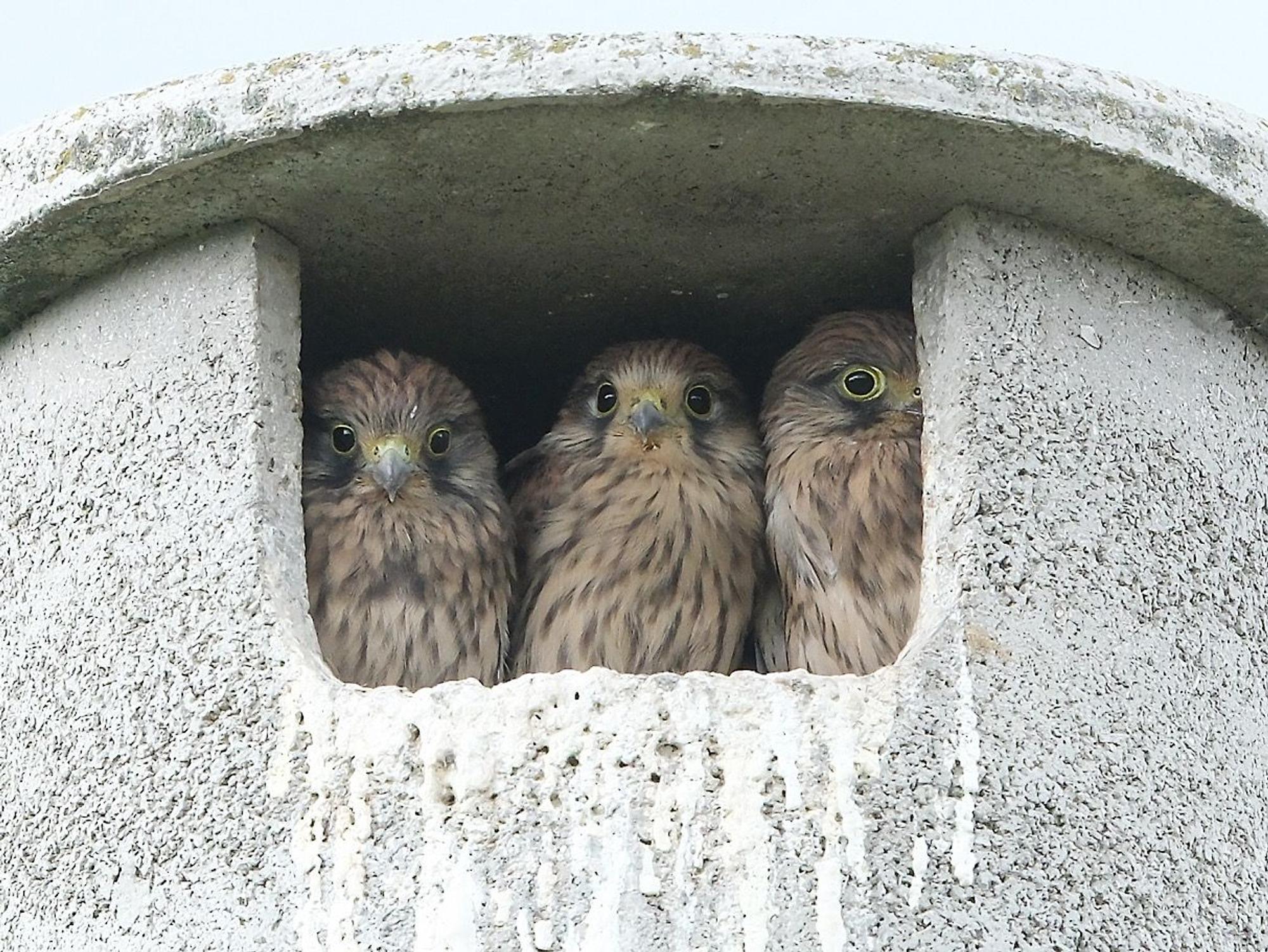 Drei junge Turmfalken schauen aus ihrem Nistkasten.