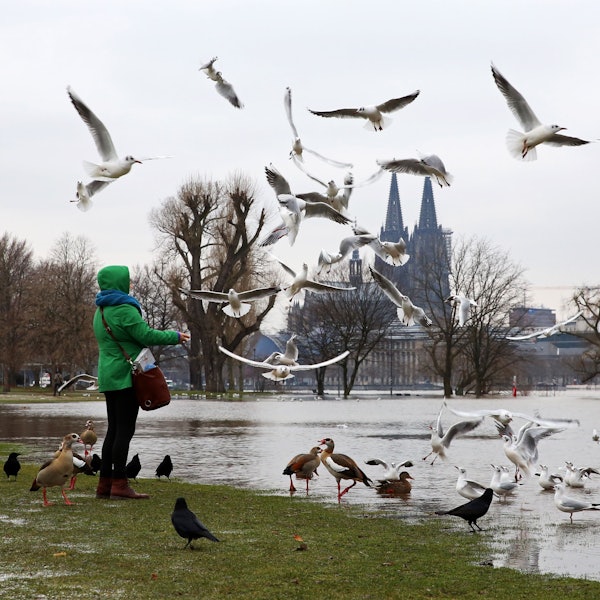 Eine Frau füttert Gänse und Möwen am Rheinufer, im Hintergrund der Kölner Dom.