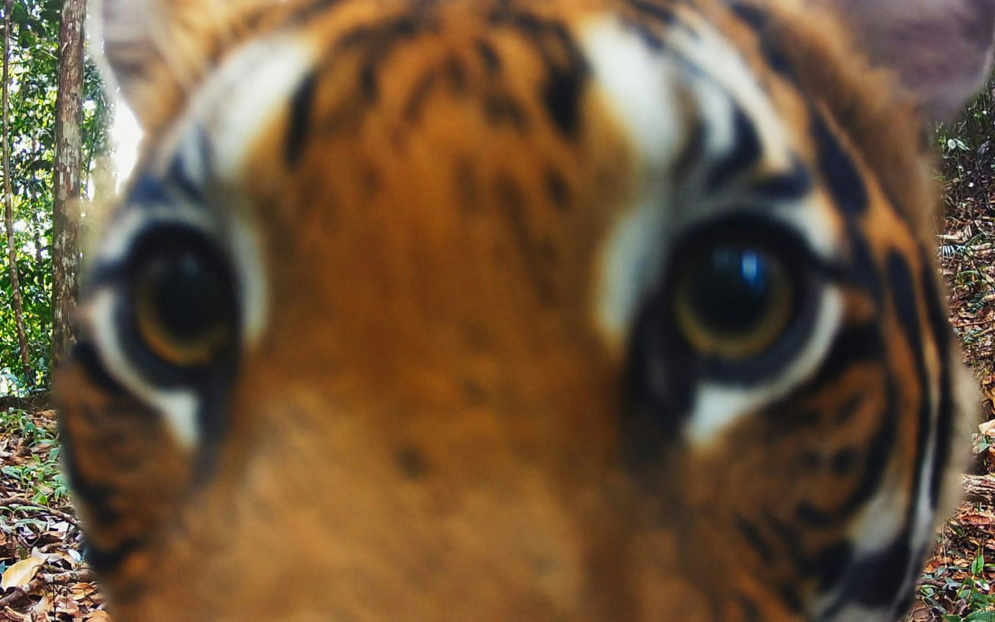 In der ersten Episode von „Wilde Welt“ geht die Reise in den Regenwald von Malaysia. Die Crew von Offspring Films begleitet zwei Tierfilmer und ihren Expeditionsleiter dabei, wie sie versuchen, den seltenen Malaysia-Tiger abzulichten. Und siehe da! Die Raubkatze scheint gar nicht so kamerascheu. (Bild: Apple TV+)