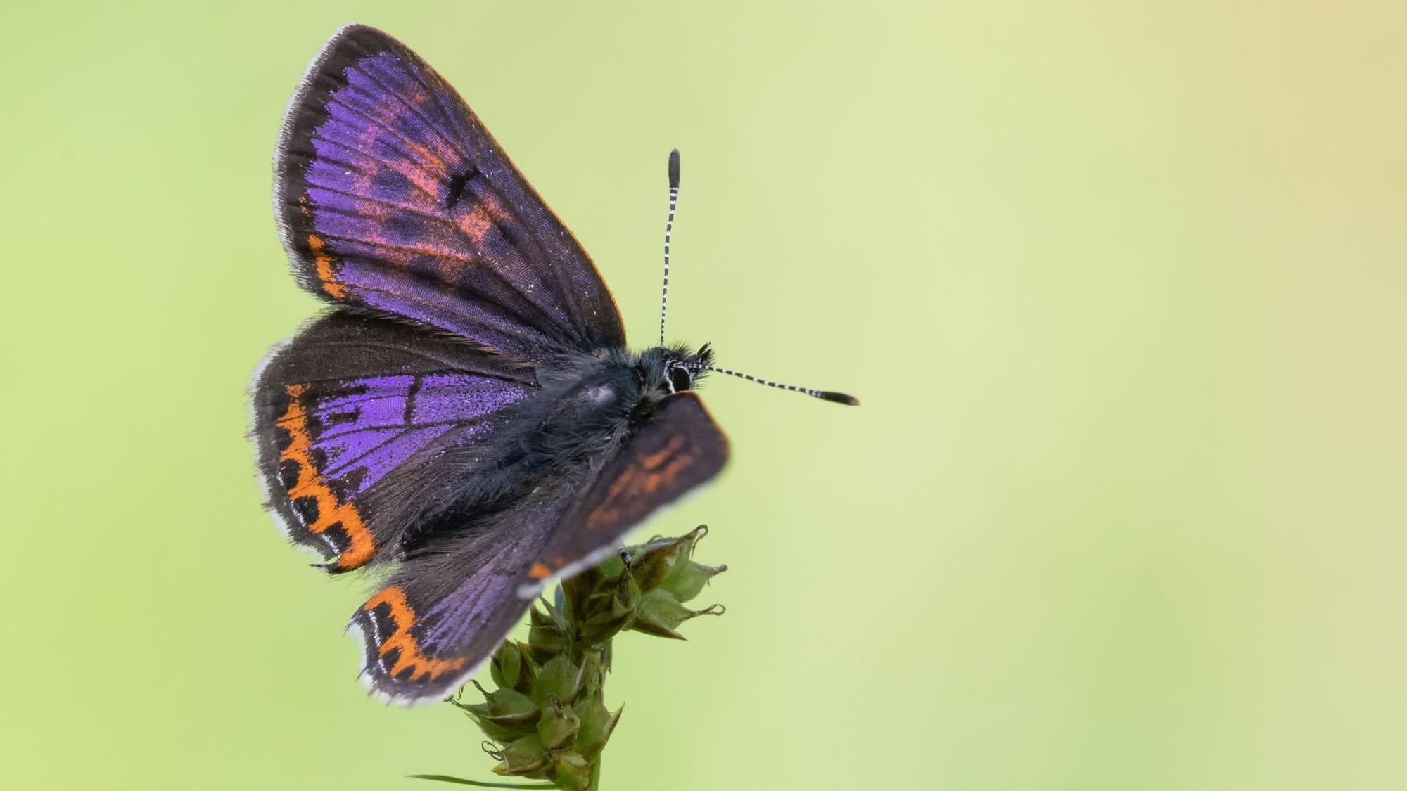 Der Schmetterling der Art „Blauschillernde Feuerfalter“ sitzt auf einer Pflanze.