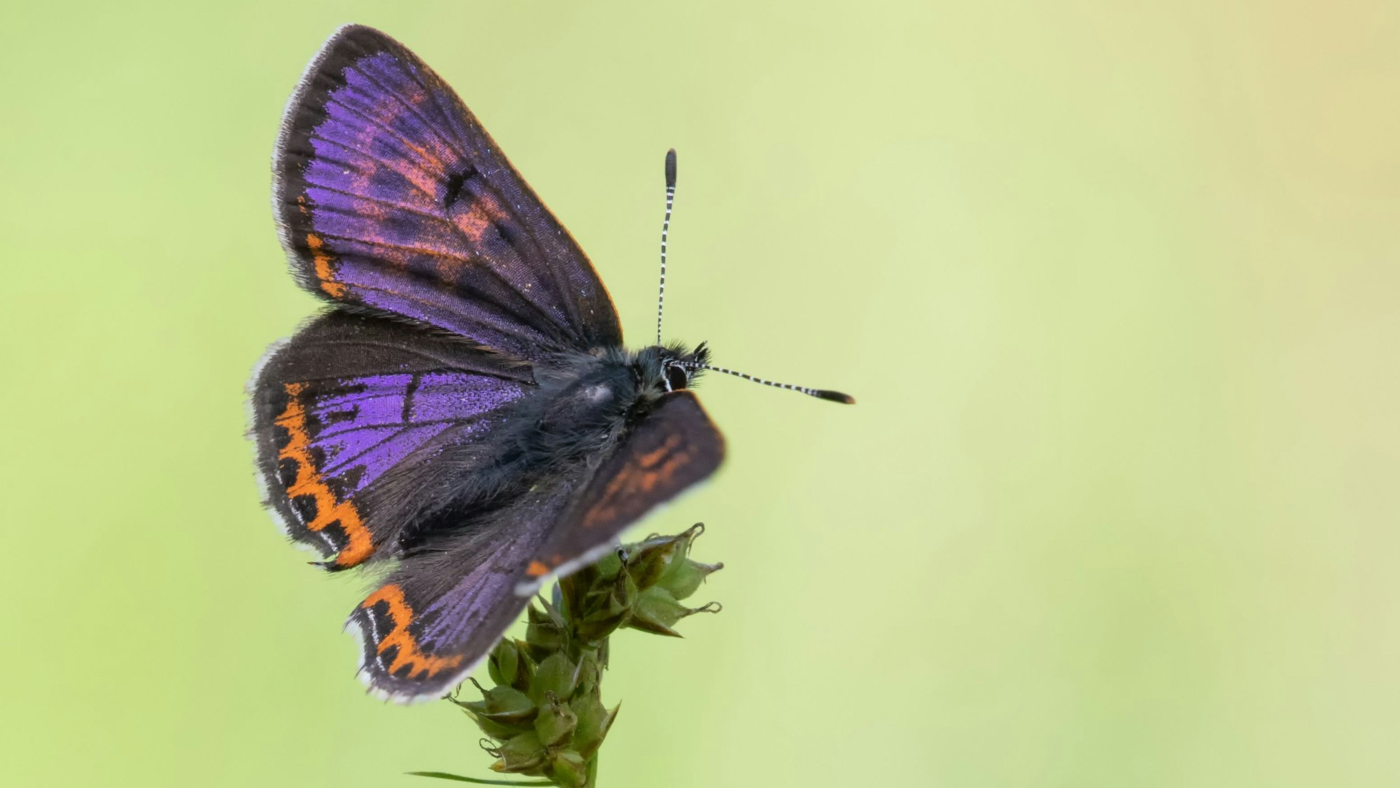 Der Schmetterling der Art „Blauschillernde Feuerfalter“ sitzt auf einer Pflanze.