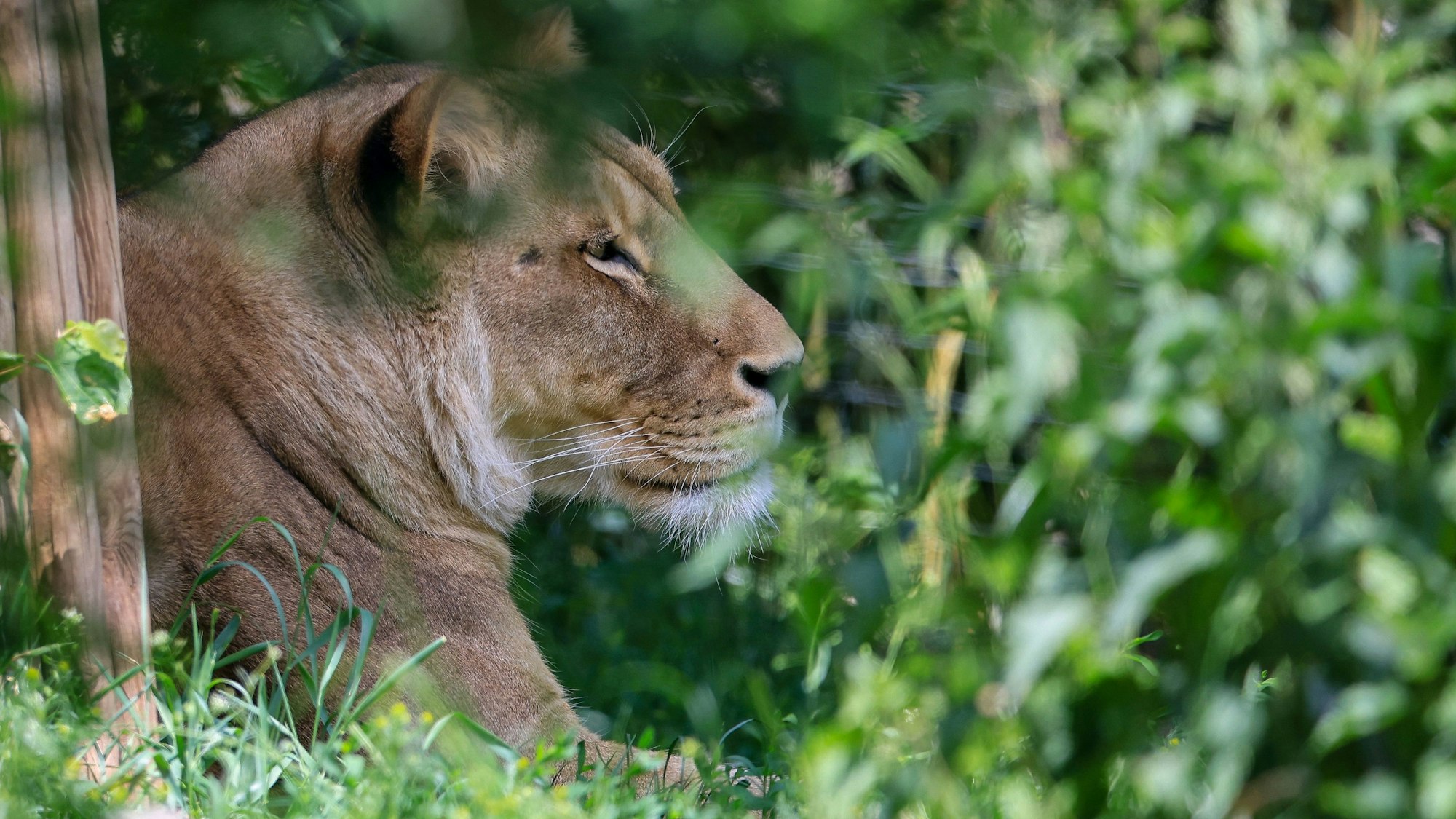 Ein Löwe im Gehege – in einem australischen Zoo kam es zu einer tragischen Attacke. (Symbolbild)