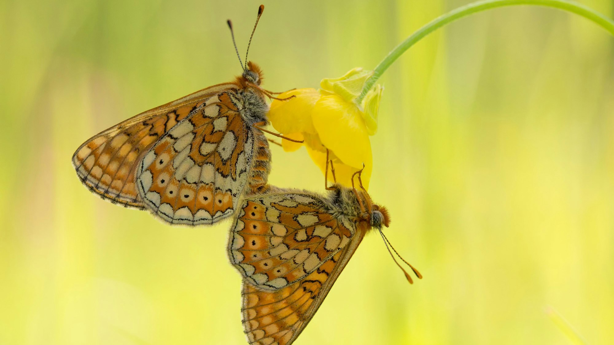 Zwei Schmetterlinge der Art „Goldener Schreckenfalter“ sitzen auf einer Blume. Die Symmetrie der Insekten und die Farbgebung des Bildes machen die Detailaufnahme besonders.