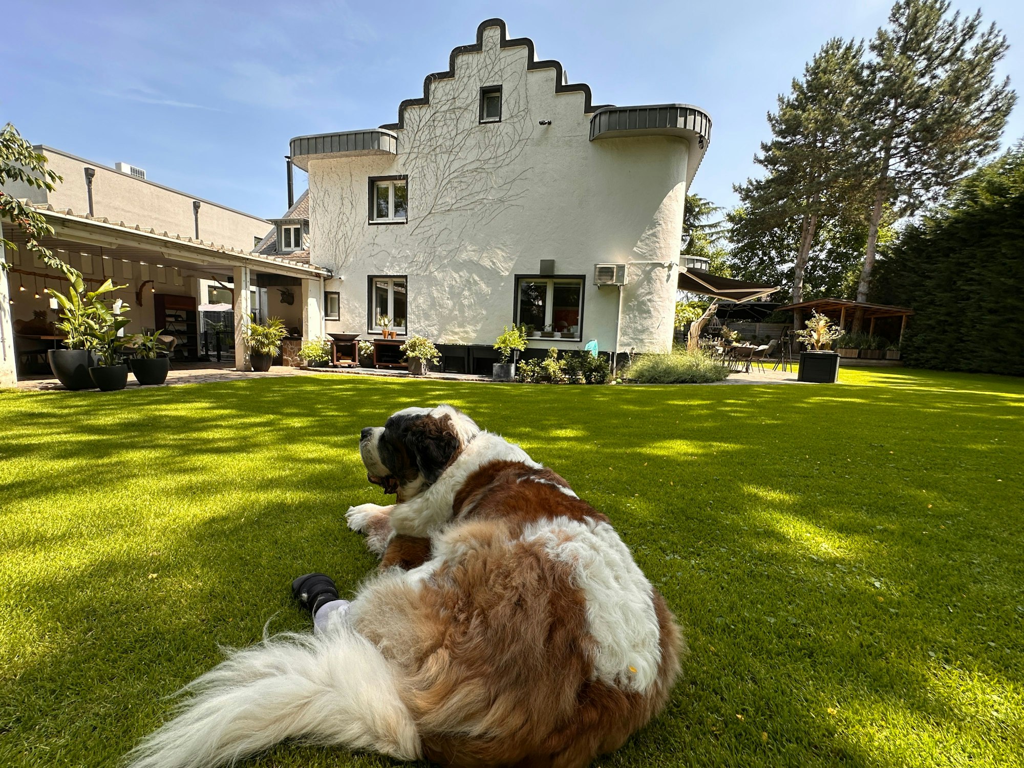 Ein Bernhardiner liegt auf einem kurz gestutzten Rasen, im Hintergrund ist ein freistehendes altes Haus mit gestufter Fassade zu sehen.