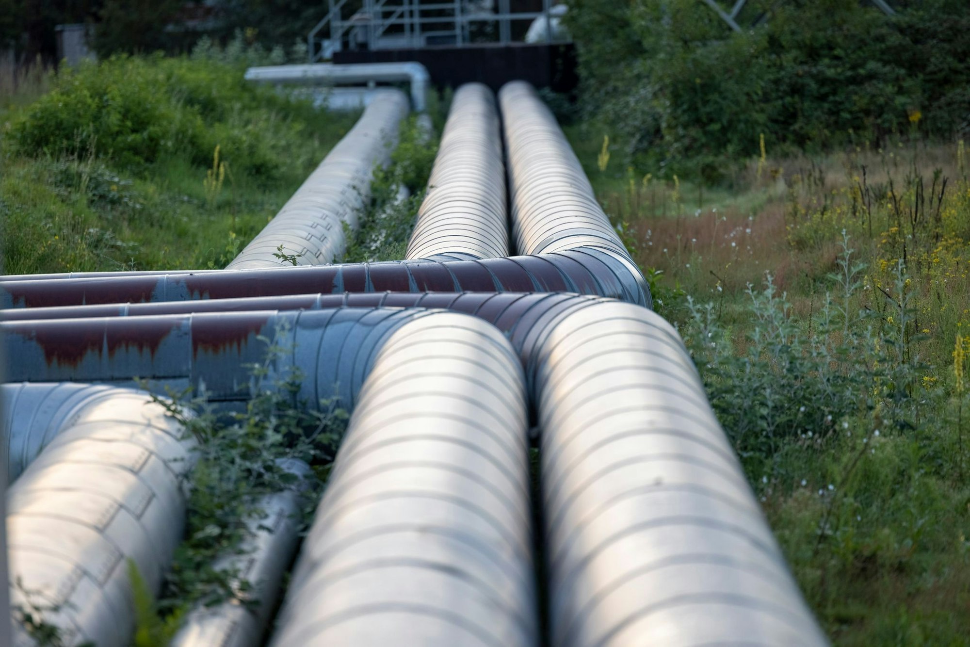 Bevor Europas größte Flusswasser-Wärmepumpe in Köln gebaut werden kann, muss erst noch geklärt werden, wie man die herausgefilterten Fische ökologisch neutral wieder in den Rhein zurückführen kann. (Archivbild)