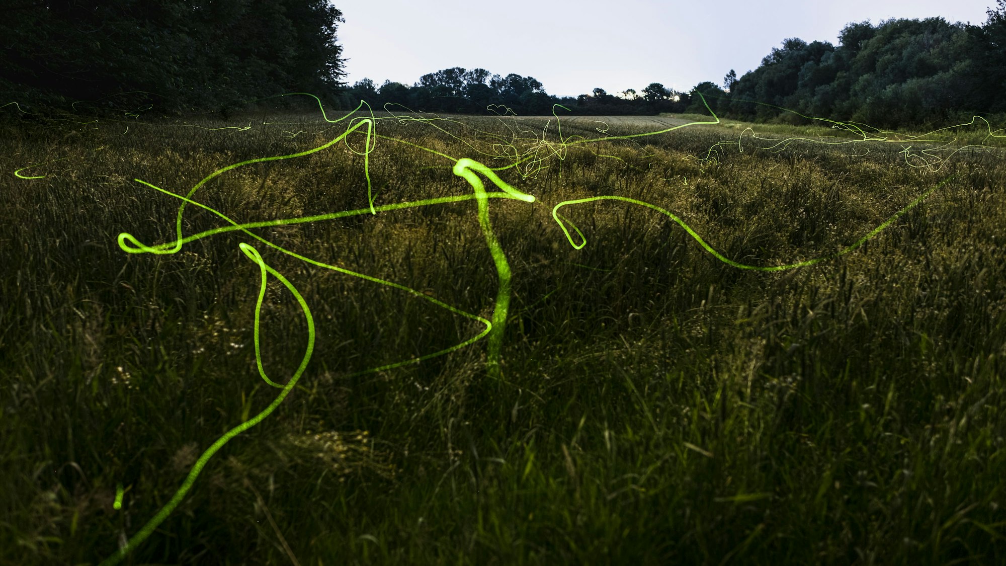 Das Foto zeigt grünlich leuchtende Spuren der Glühwürmchen im Königsdorfer Forst.