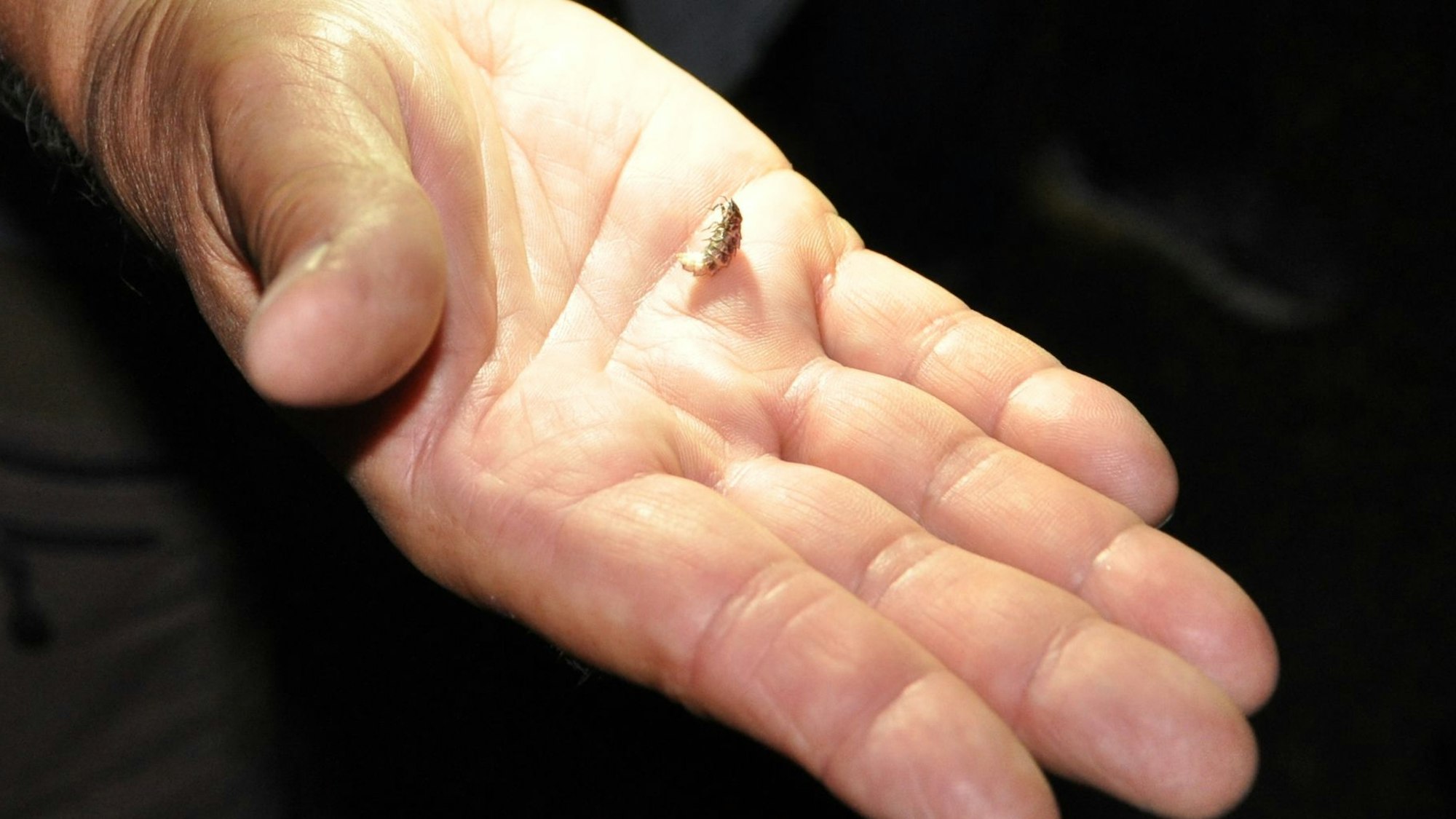 Auf dem Bild ist ein Glühwürmchen auf einer Hand-Innenfläche zu sehen.