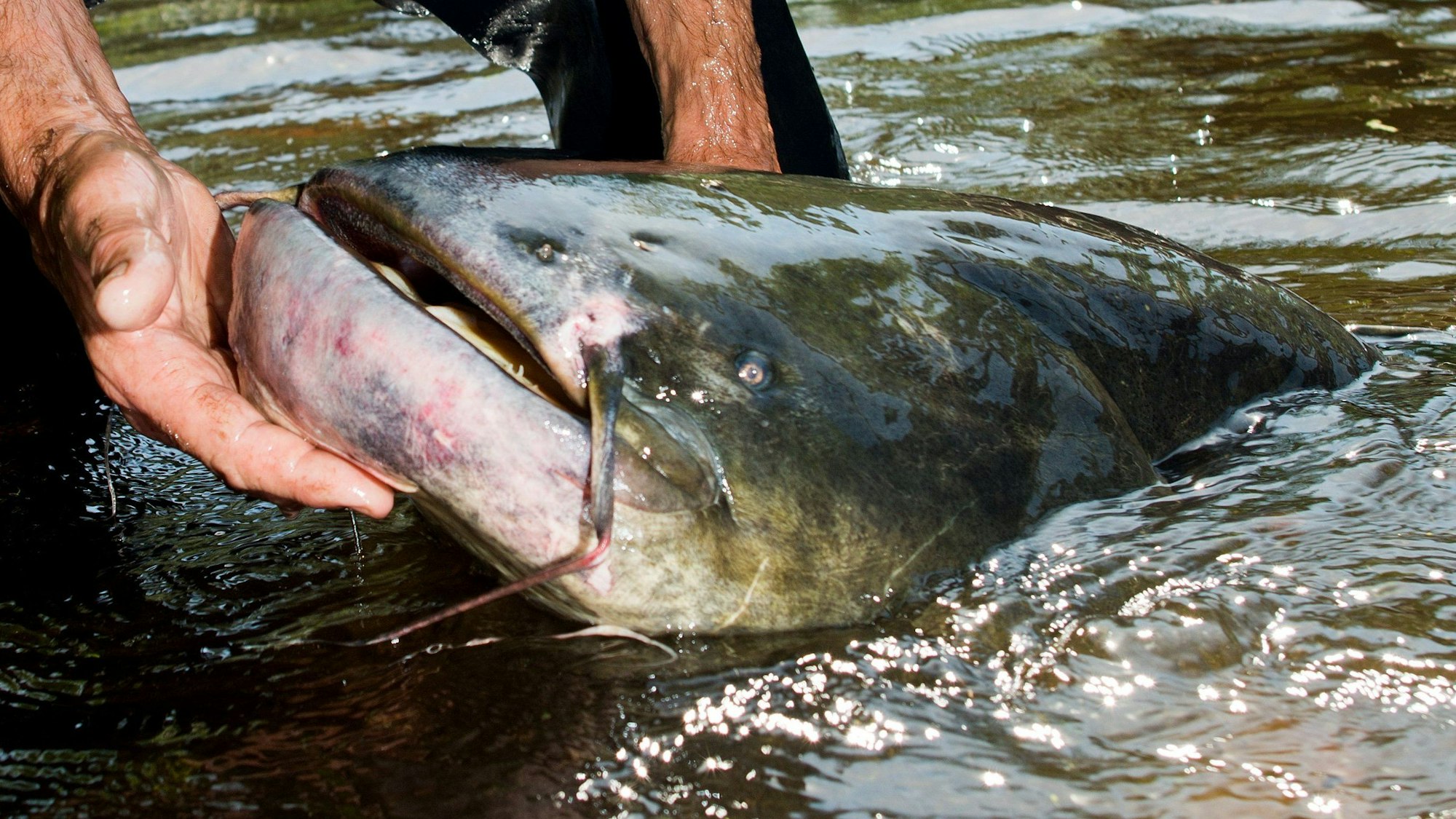 Welse greifen nur selten Menschen an, meist in der Laichzeit. Am Brombachsee führte ein niedriger Wasserstand zu Vorfällen. (Symbolbild)