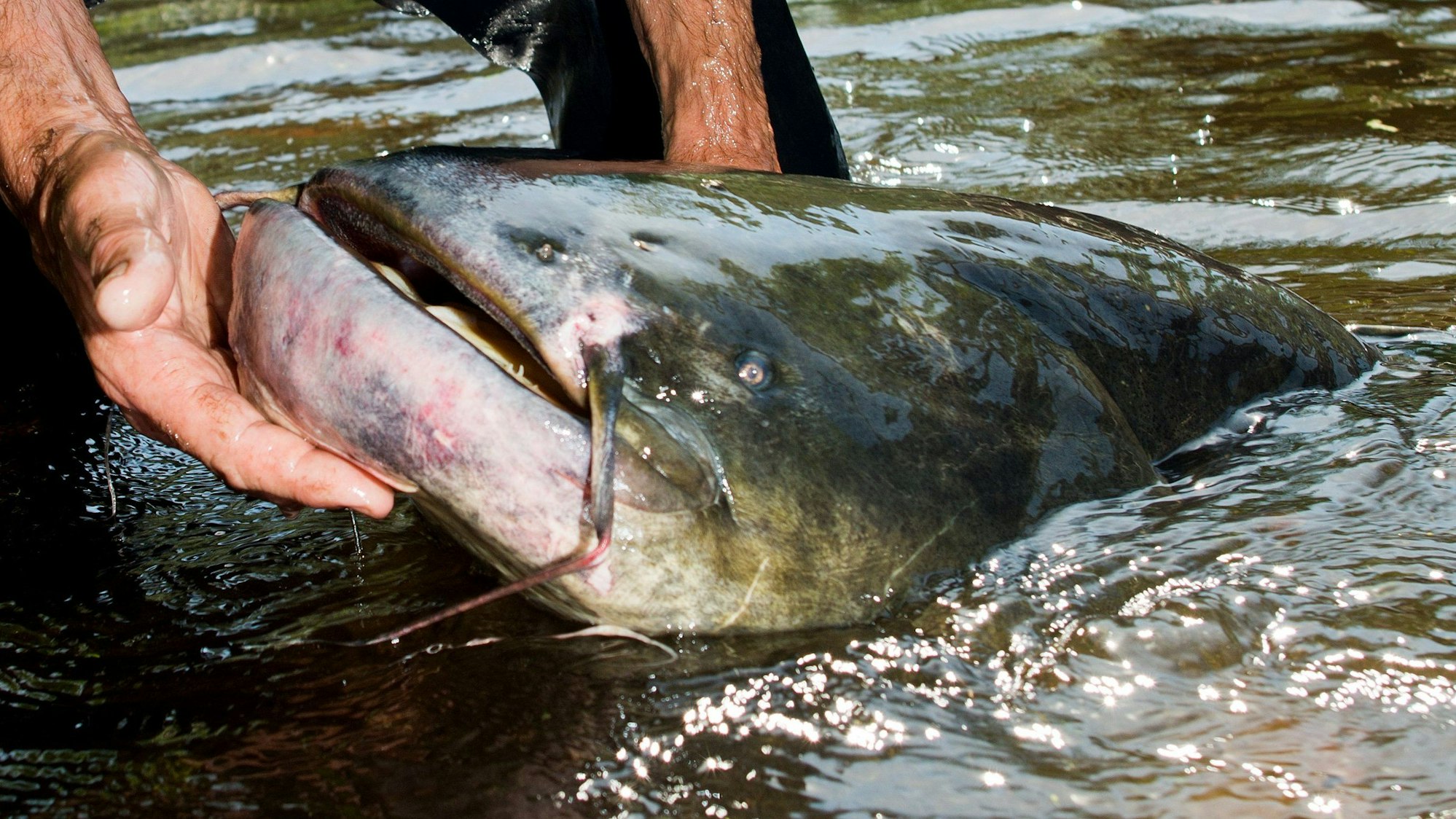 Welse greifen nur selten Menschen an, meist in der Laichzeit. Am Brombachsee führte ein niedriger Wasserstand zu Vorfällen. (Symbolbild)