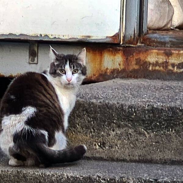 Mindestens 150 Katzen leben auf dem Großmarktgelände in Raderberg, die Dunkelziffer liegt wahrscheinlich wesentlich höher.