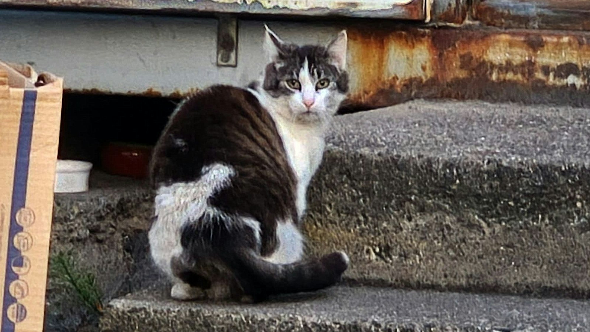 Mindestens 150 Katzen leben auf dem Großmarktgelände in Raderberg, die Dunkelziffer liegt wahrscheinlich wesentlich höher.