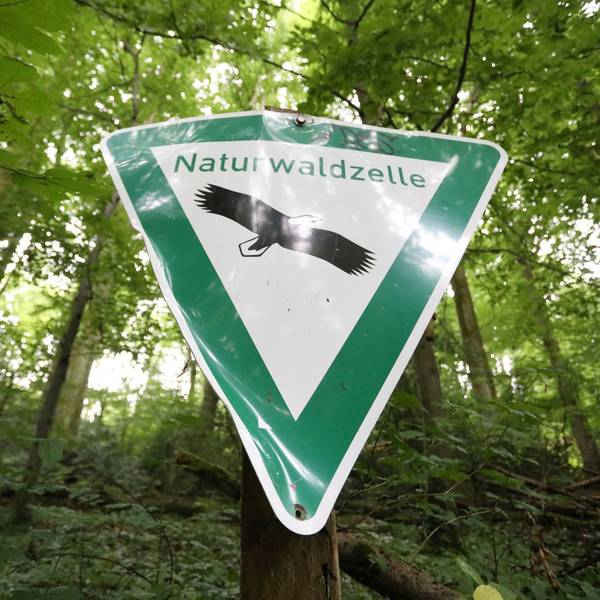 Ein Schild mit der Aufschrift Naturwaldzelle, im Hintergrund ein Hang voller Buchen und Eichen.