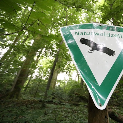 Ein Schild mit der Aufschrift Naturwaldzelle, im Hintergrund ein Hang voller Buchen und Eichen.