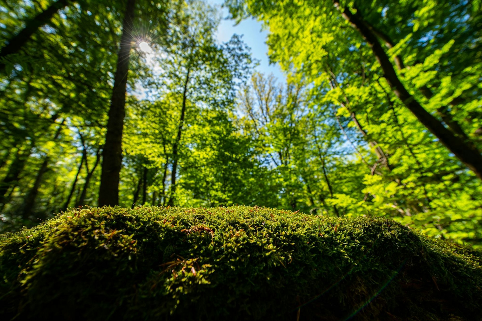 Die NRW-Landesregierung will der Wildnis im Land mehr Platz geben. (Symbolfoto)