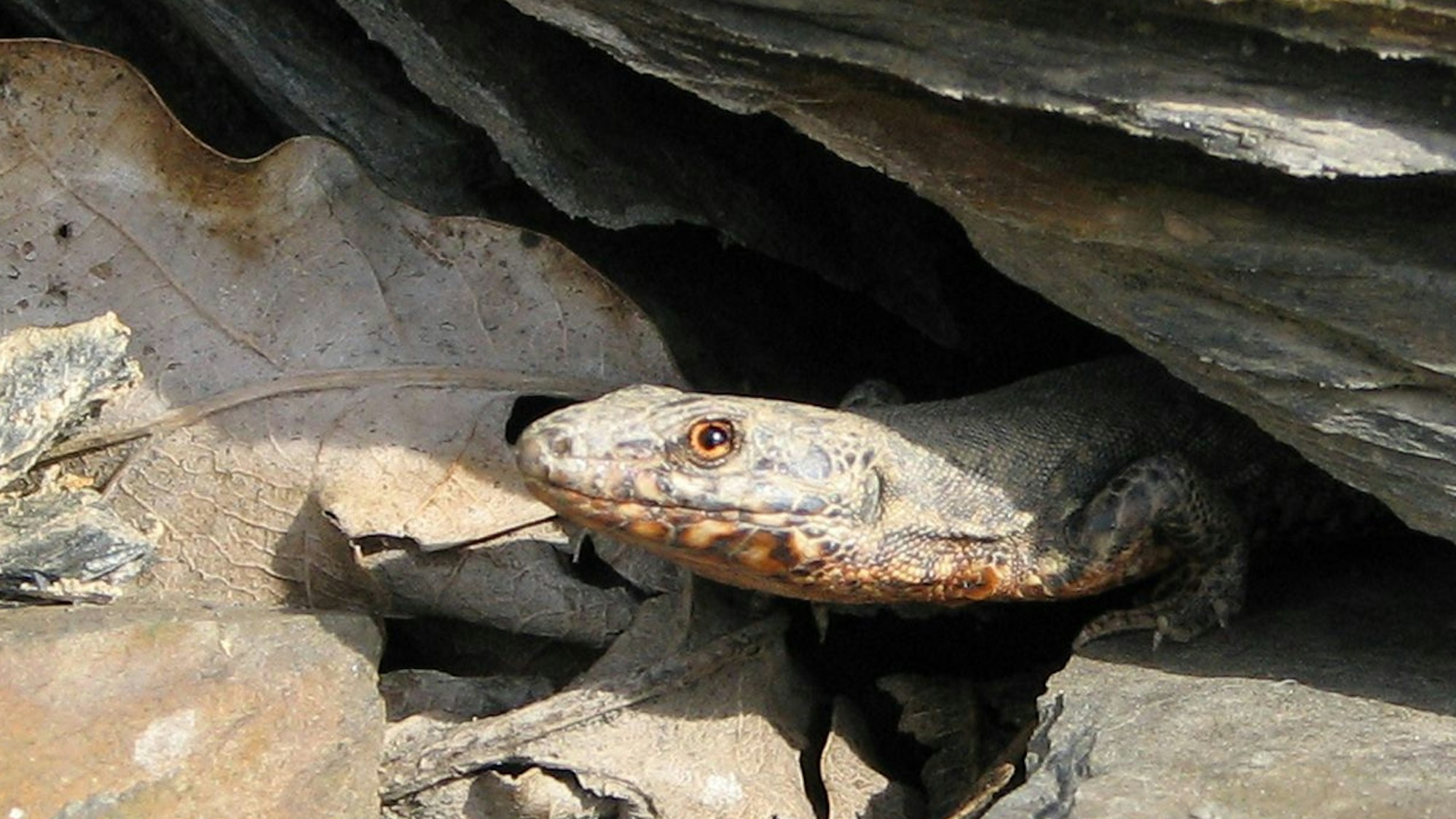 Eine Mauereidechse schaut unter einem Stein hervor.