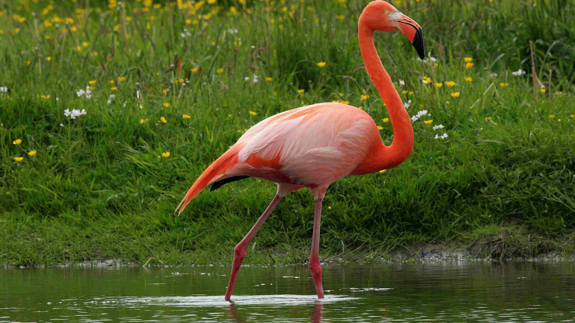 Ein Kuba-Flamingo watet durchs Wasser.