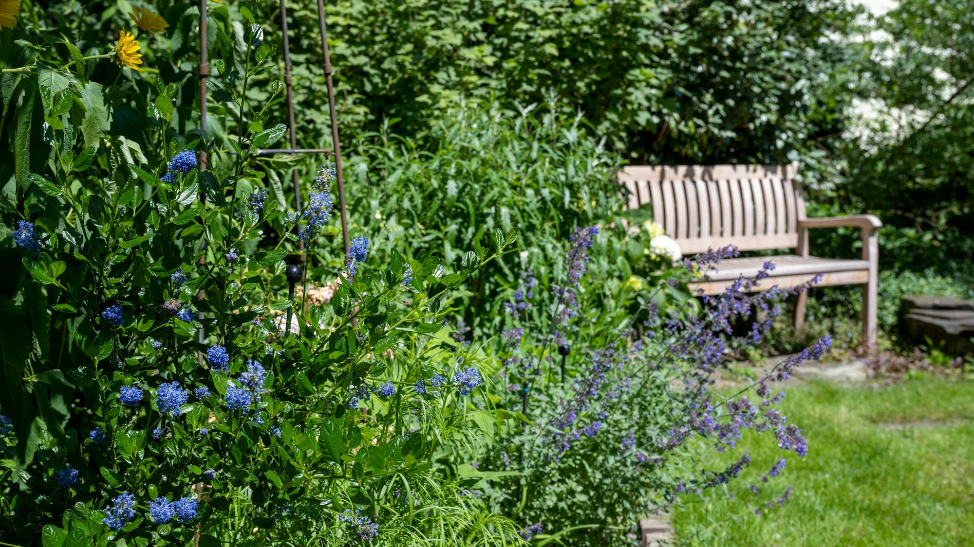 08.06.2024, Köln: Der Garten von Dr. Roessink liegt in Holweide. Aktion „Offene Gartenpforte Rheinland“. Foto: Uwe Weiser