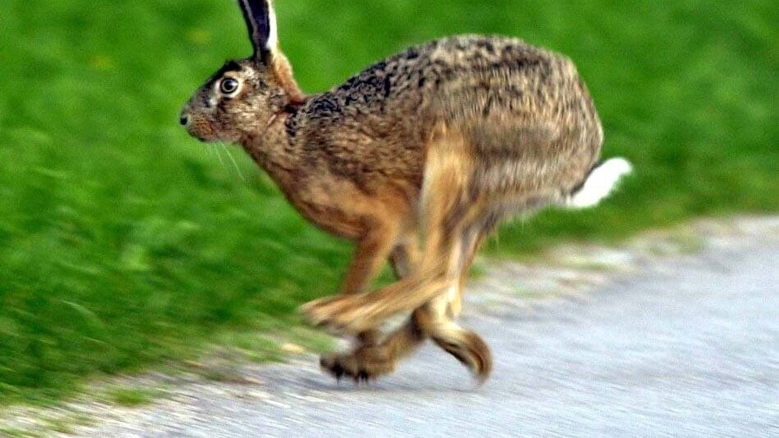 Ein Feldhase flitzt über einen Gehweg. Die Tiere können bei Gefahr bis zu 80 Stundenkilometer schnell werden.