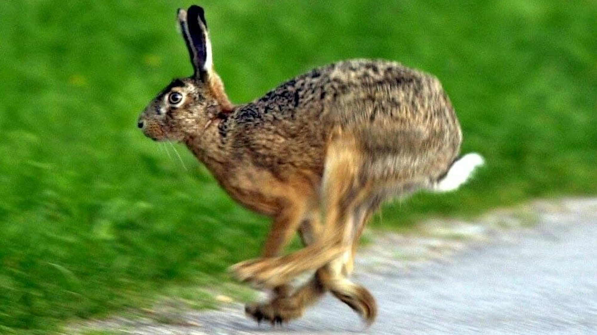 Ein Feldhase flitzt über einen Gehweg. Die Tiere können bei Gefahr bis zu 80 Stundenkilometer schnell werden.