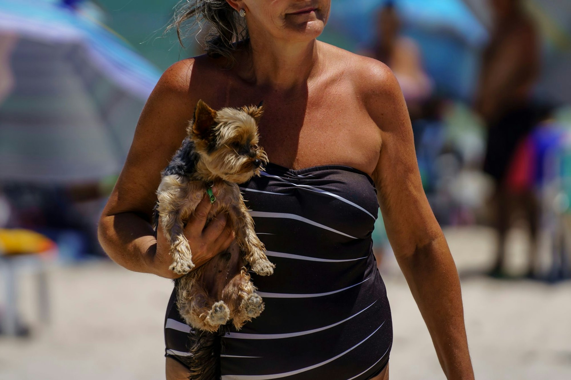 Hunde können meist gut mit in den Urlaub genommen werden, wenn die Unterkunft tierfreundlich ist.