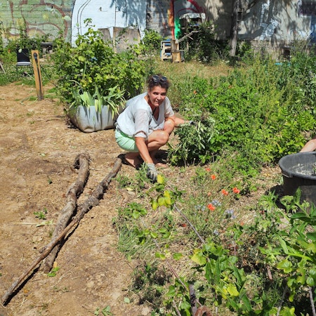 Eine Frau und ein Mann ziehen Disteln aus einem Gemüsebeet, damit Tomaten, Kartoffeln und Co gut wachsen können.