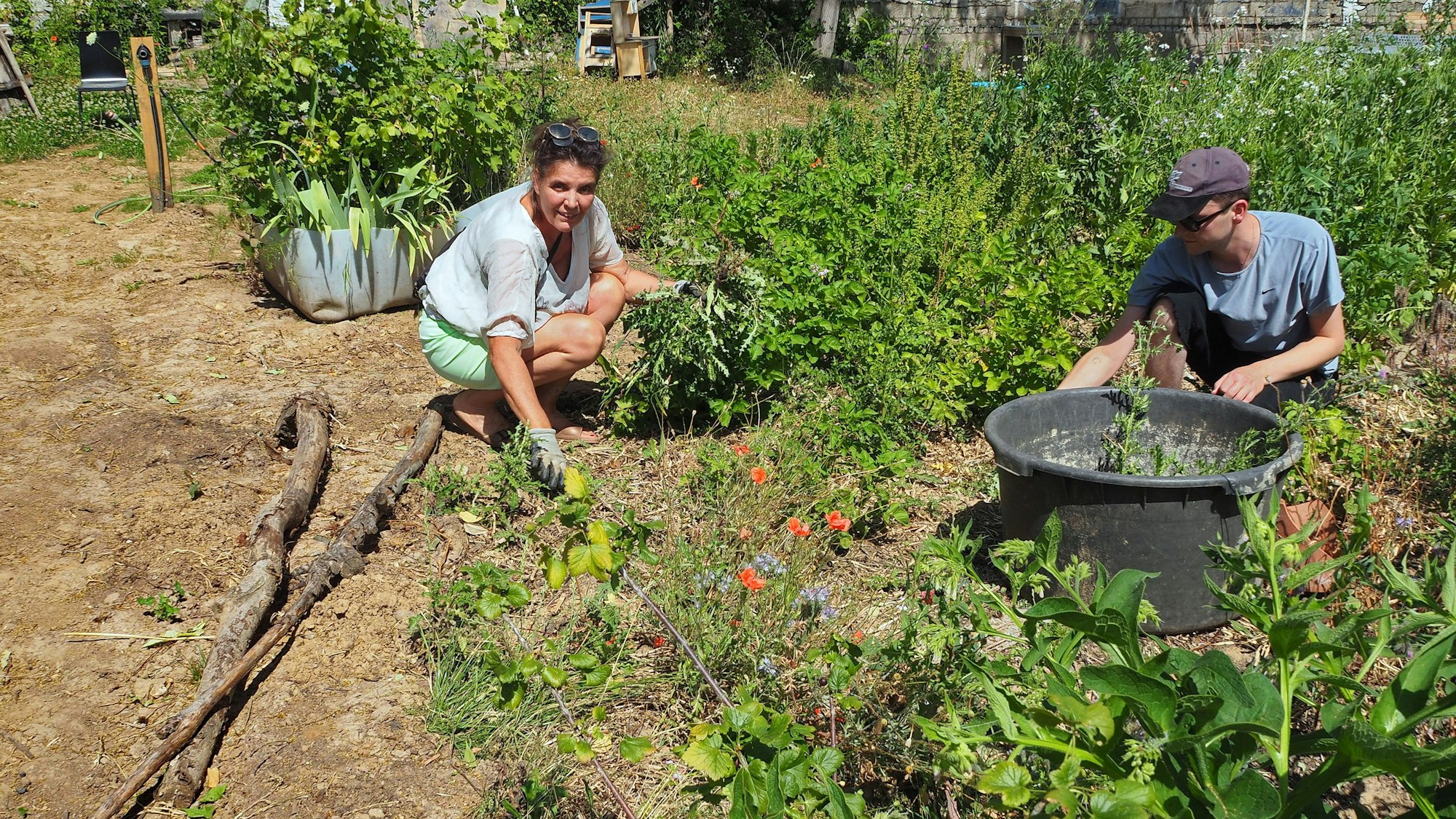 Eine Frau und ein Mann ziehen Disteln aus einem Gemüsebeet, damit Tomaten, Kartoffeln und Co gut wachsen können.