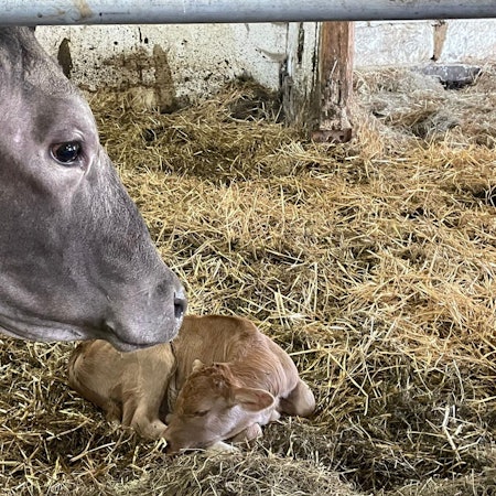 Am 3. Juli wurde auf dem Lebenshof "Wilde Hilde" das Kälbchen Ludwig geboren. Die Mutter ist die entlaufene Kuh, die sechs Wochen im Wald bei Much überlebte. Sie wurde "Wilde Hilde" genannt und auf dem Hof in Astrid umgetauft.