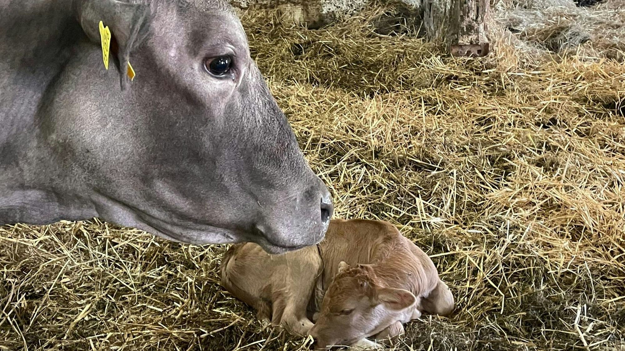 Am 3. Juli wurde auf dem Lebenshof "Wilde Hilde" das Kälbchen Ludwig geboren. Die Mutter ist die entlaufene Kuh, die sechs Wochen im Wald bei Much überlebte. Sie wurde "Wilde Hilde" genannt und auf dem Hof in Astrid umgetauft.