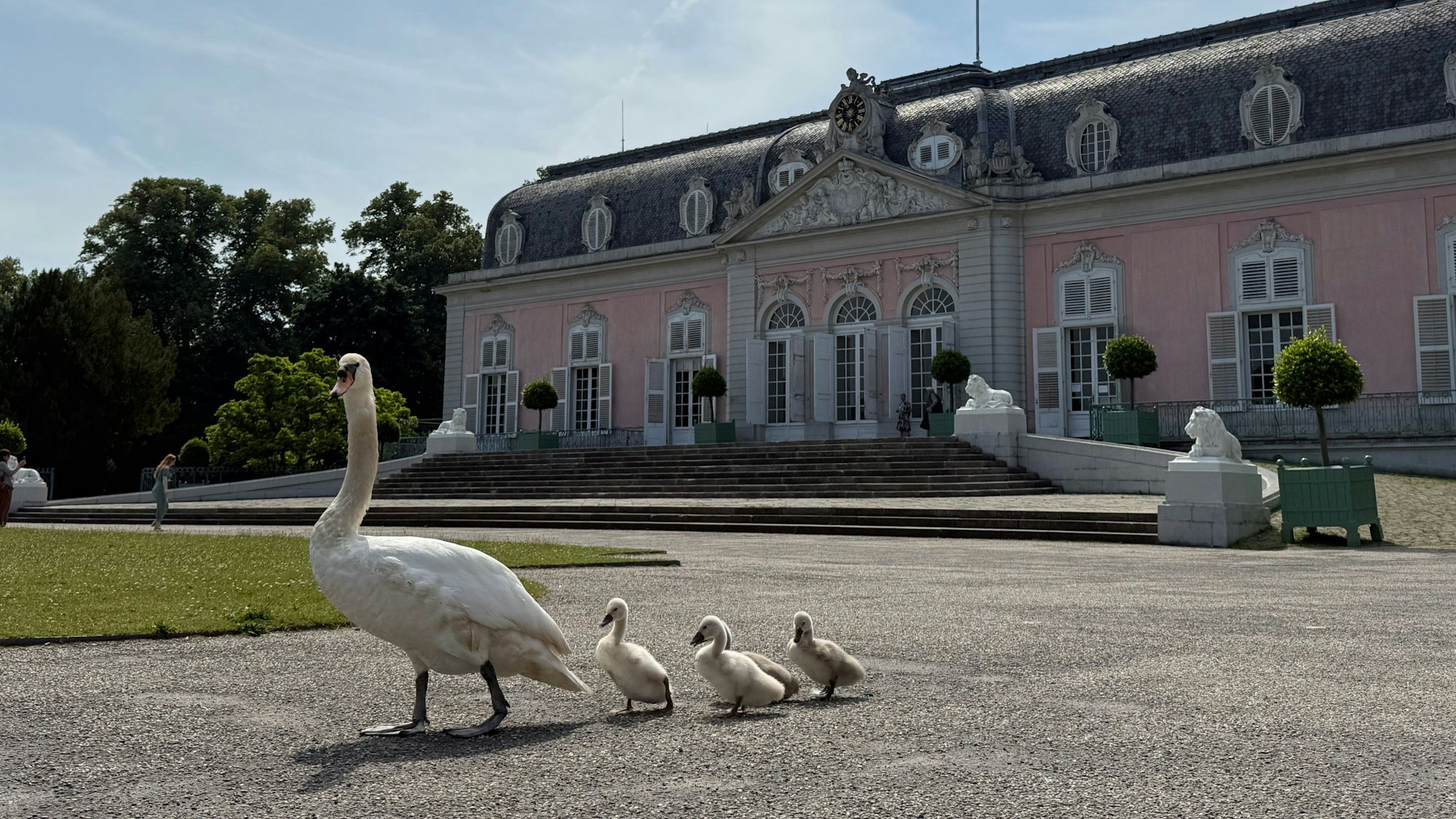 14.06.2025, Düsseldorf: Eine Schwan-Familie läuft am Schloss Benrath vorbei.