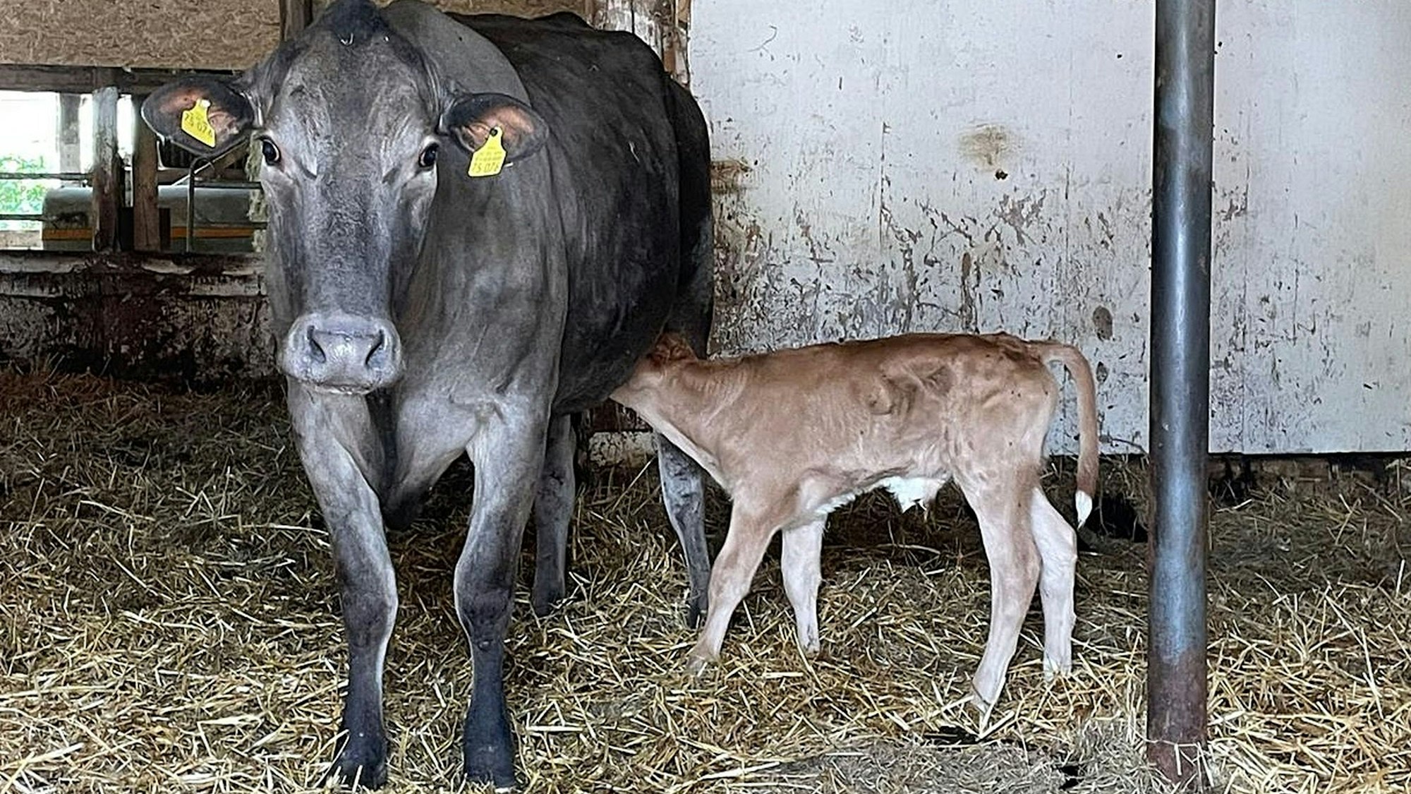 Am 3. Juli 2025 wurde auf dem Lebenshof ‚Wilde Hilde‘ das Kälbchen Ludwig geboren. Seine Mutter starb im November nach einer Narkose.