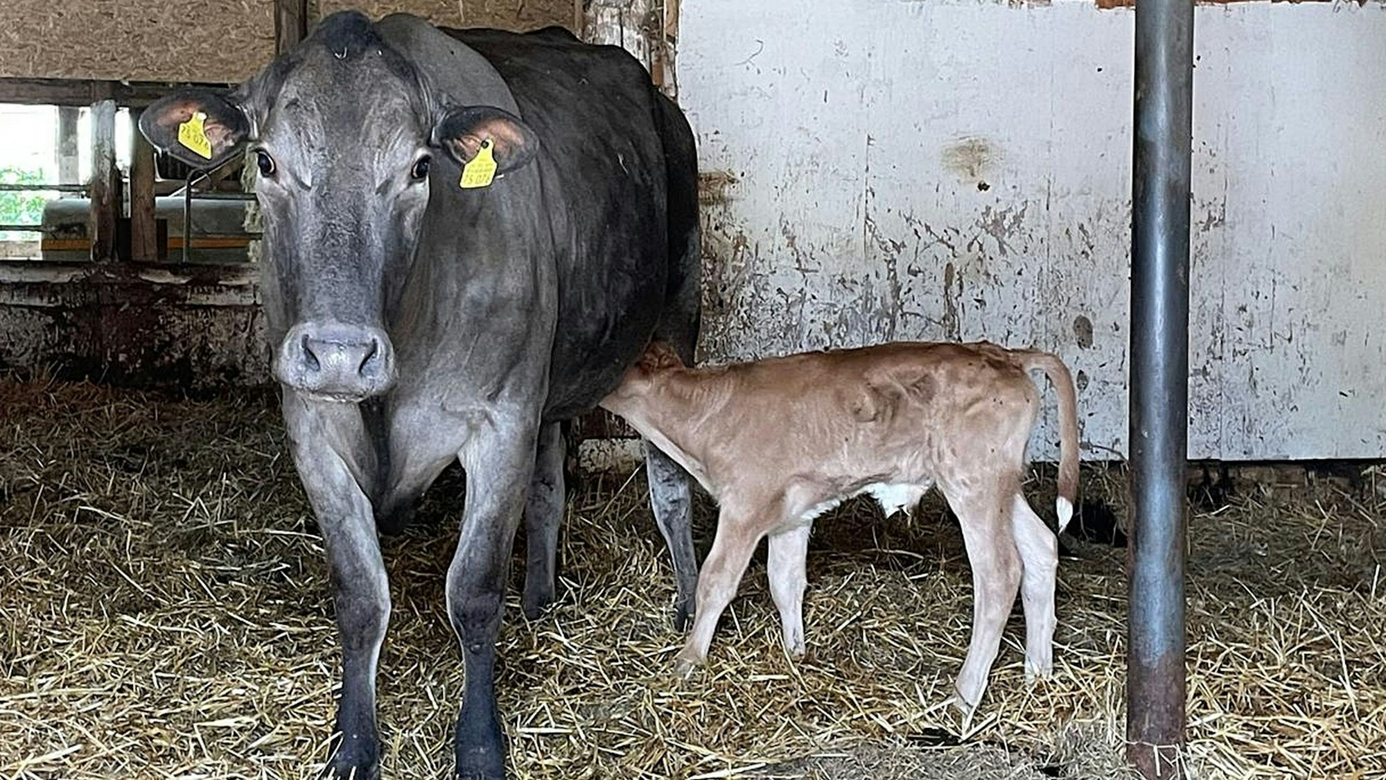 Obwohl das Kälbchen mit Fremdmilch zugefüttert wird, darf es weiter bei seiner Mutter trinken.