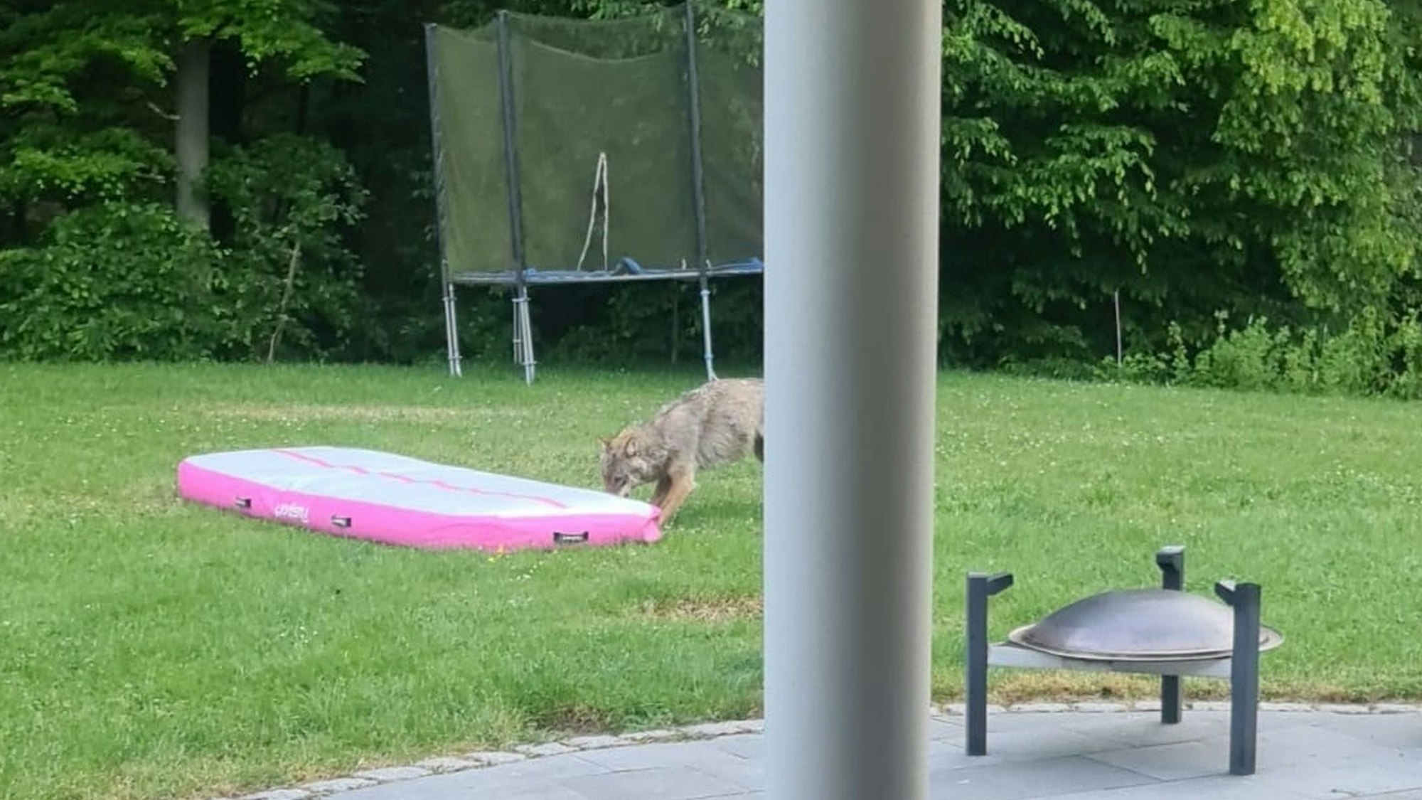 Ein mutmaßlicher Wolf schnüffelte an einem Spielgerät in Much-Tüschenbonnen herum.