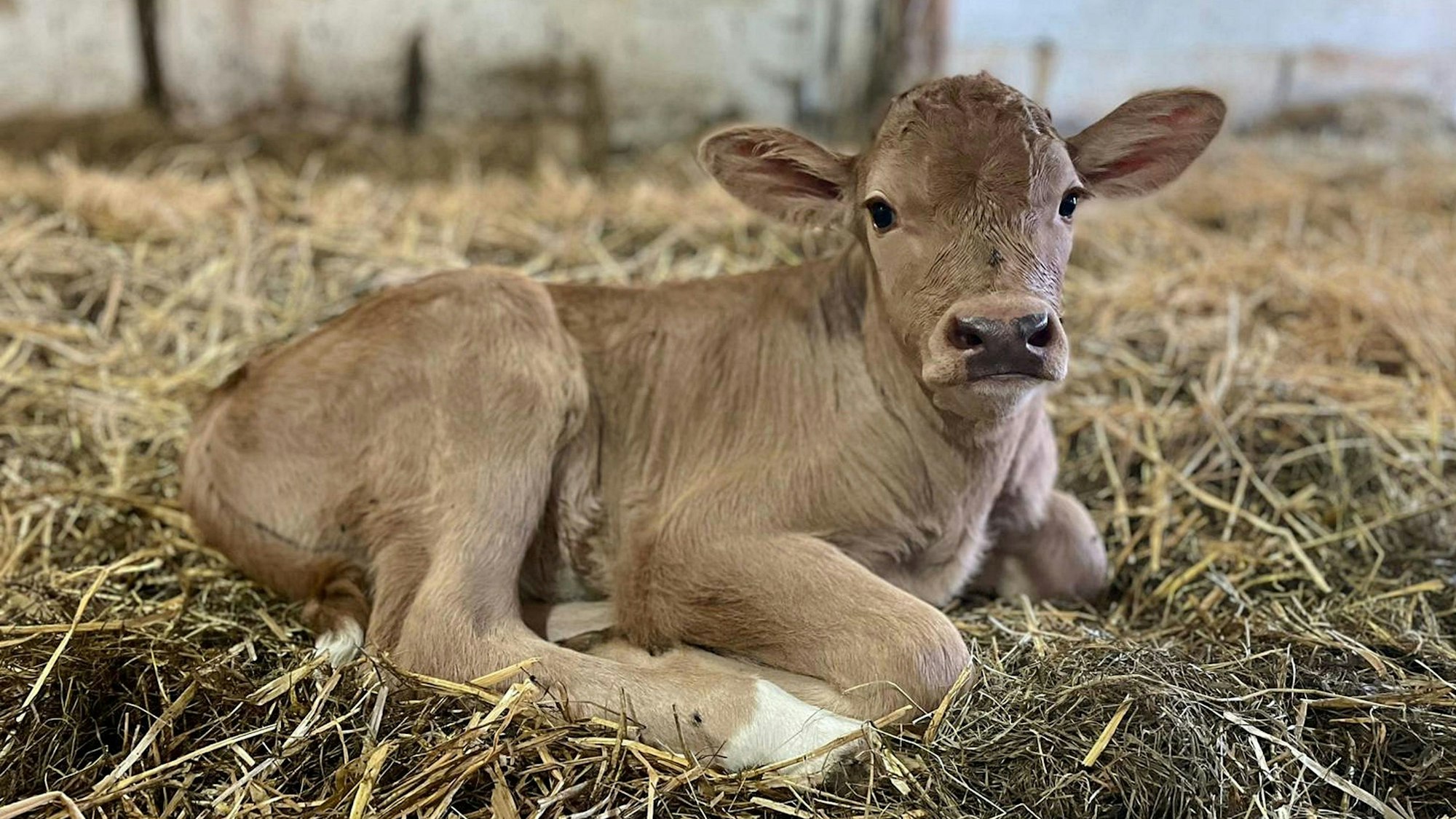 Kälbchen Ludwig wird sein Leben lang auf dem Gnadenhof leben dürfen, verspricht dessen Leiterin. Ein Pate wird für das Kalb gesucht.