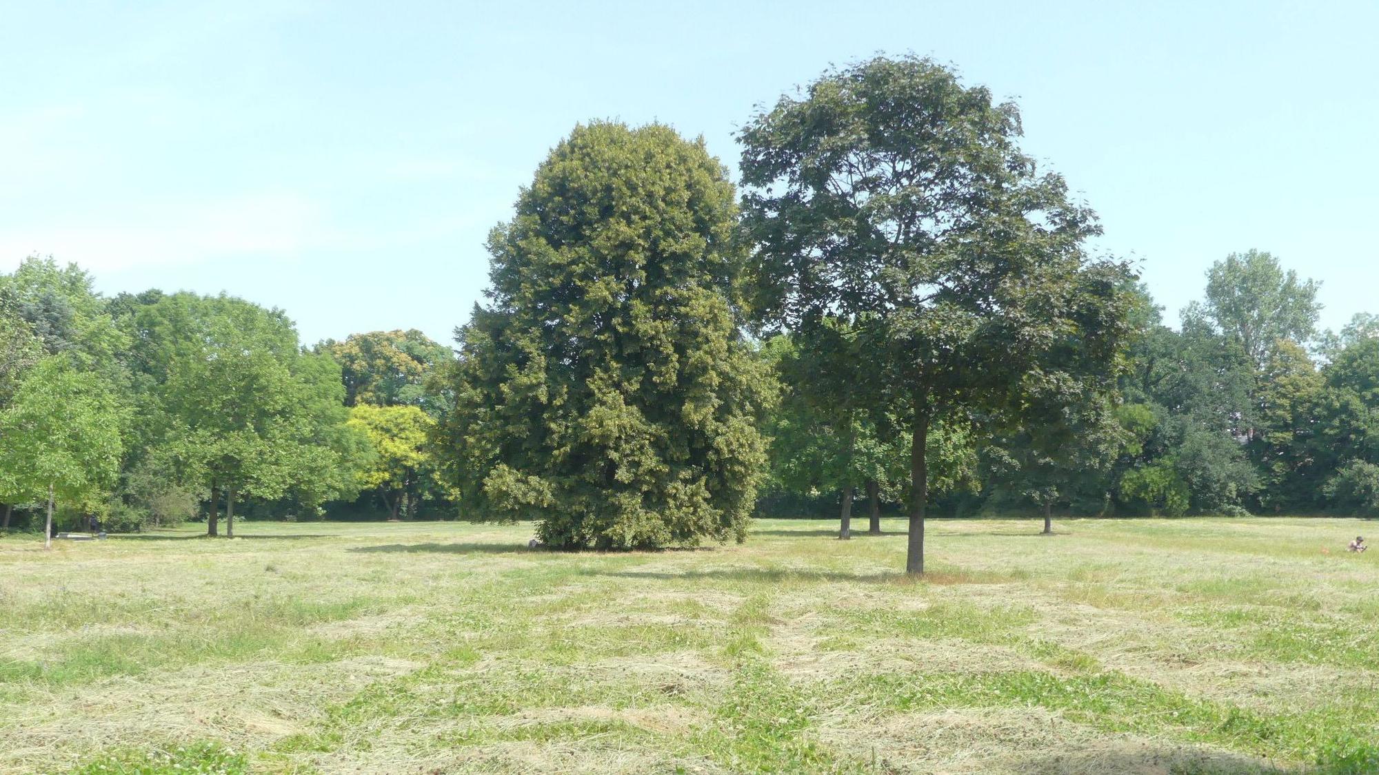 Eine große Wiese mit ein paar Bäumen.