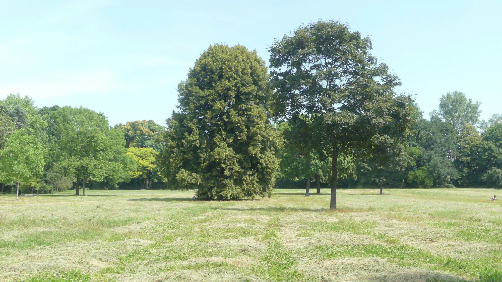 Eine große Wiese mit ein paar Bäumen.