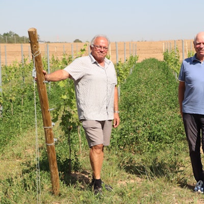 Zwei Männer stehen an einem Rebengarten.