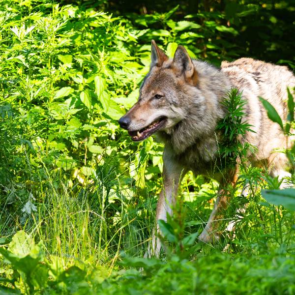 Ein Wolf läuft im Wildpark Lüneburger Heide durch sein Gehege.