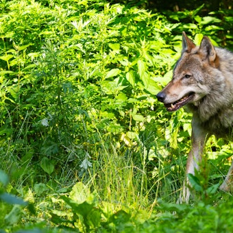 Ein Wolf läuft im Wildpark Lüneburger Heide durch sein Gehege.