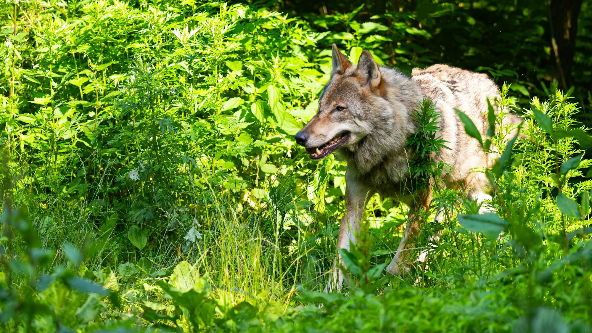 Ein Wolf läuft im Wildpark Lüneburger Heide durch sein Gehege.
