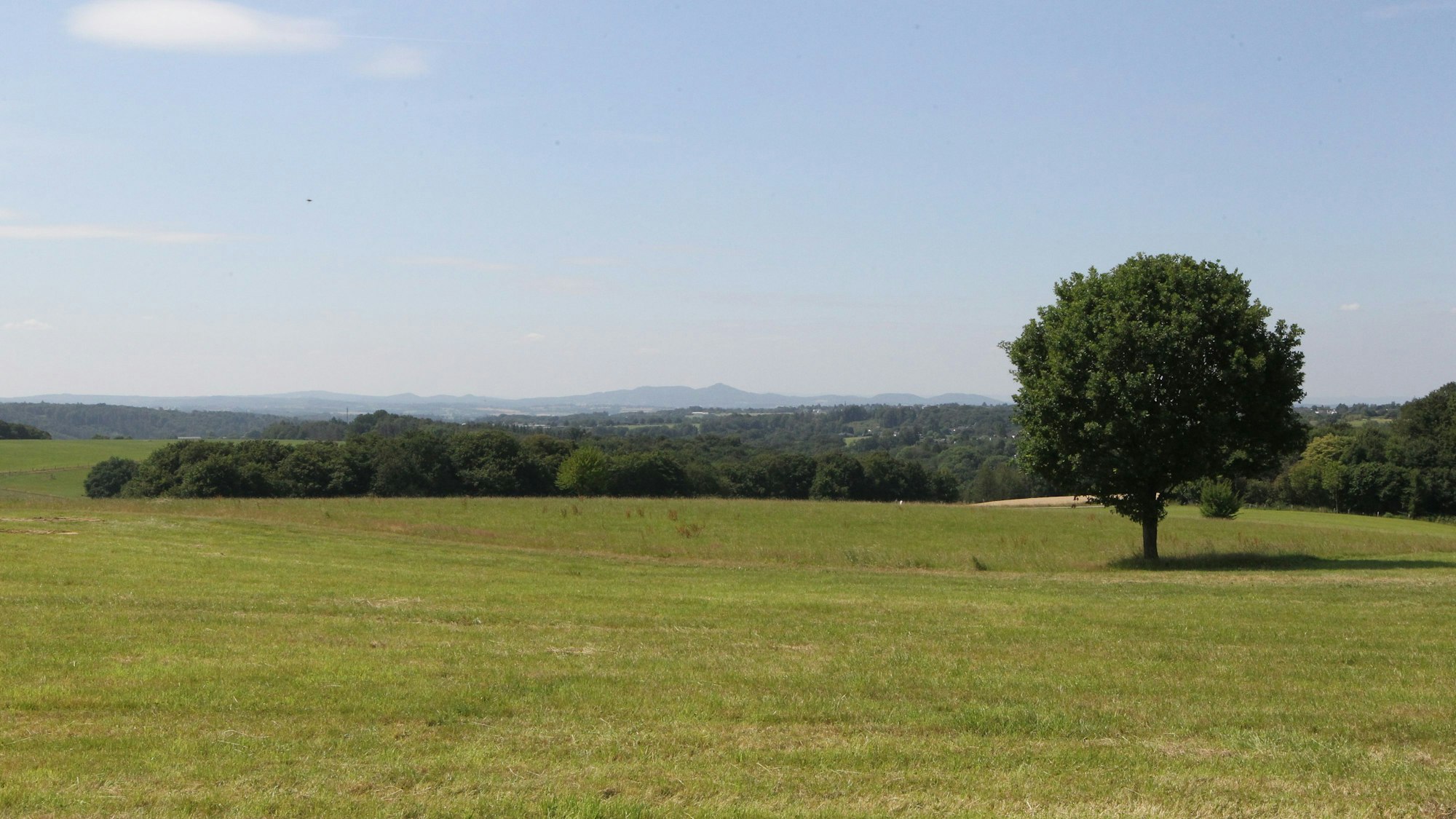Ein einzelner Baum auf einer freien Wiese, im Hintergrund ein Waldstück und ein hügeliges Panorama.