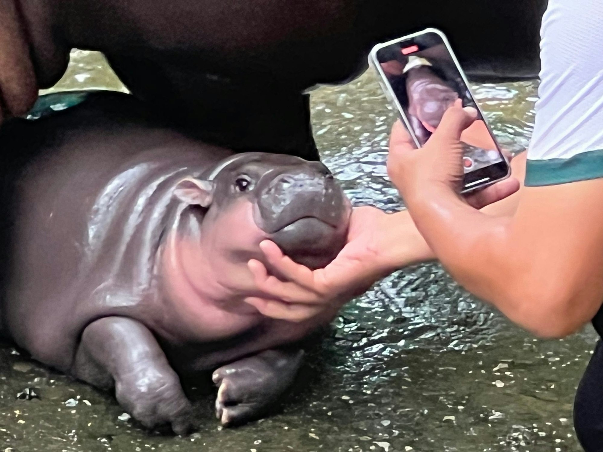 Mit solchen Fotos von ihren rosa Pausbacken wurde Moo Deng zur Internet-Sensation. (Archivbild)